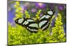 Dido Longwing Butterfly or Scarce Bamboo Page-Darrell Gulin-Mounted Photographic Print