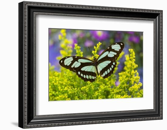 Dido Longwing Butterfly or Scarce Bamboo Page-Darrell Gulin-Framed Photographic Print