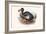 Didus Cucullatus, Dodo,-Lionel Walter Rothschild-Framed Art Print