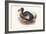 Didus Cucullatus, Dodo,-Lionel Walter Rothschild-Framed Art Print