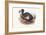 Didus Cucullatus, Dodo,-Lionel Walter Rothschild-Framed Art Print