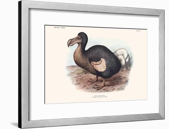 Didus Cucullatus, Dodo,-Lionel Walter Rothschild-Framed Art Print