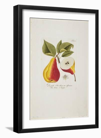 Die Gute Christbirn Aus Spanien from 'Pomona Austriaca, Ou Arbres Fruitiers D'Autriche', 1787-96-Johann Kraft-Framed Giclee Print