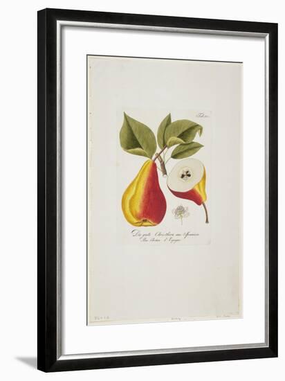 Die Gute Christbirn Aus Spanien from 'Pomona Austriaca, Ou Arbres Fruitiers D'Autriche', 1787-96-Johann Kraft-Framed Giclee Print