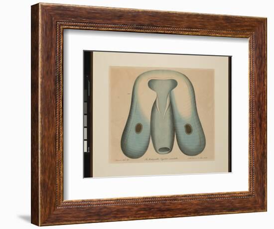 Die Ruderqualle. Ocyrrhoe Maculata, 1874 (Watercolour on Paper)-Aloys Zotl-Framed Giclee Print