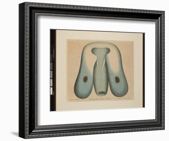 Die Ruderqualle. Ocyrrhoe Maculata, 1874 (Watercolour on Paper)-Aloys Zotl-Framed Giclee Print