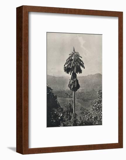 'Die Talipotpalm (Corypha umbracalifera) in Blute', 1926-Unknown-Framed Photographic Print