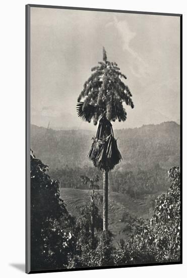 'Die Talipotpalm (Corypha umbracalifera) in Blute', 1926-Unknown-Mounted Photographic Print