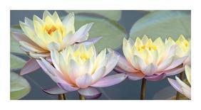 Lotus Panorama-Diego Ceja-Mounted Giclee Print