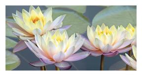 Lotus Panorama-Diego Ceja-Mounted Giclee Print