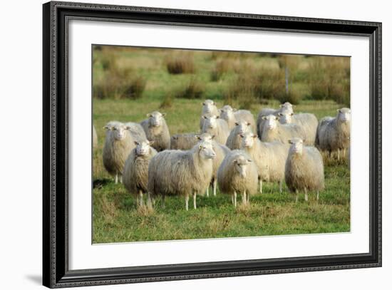 Diepholzer Moorschnucke (Moorland Sheep) (Ovis Aries)-Nick Upton-Framed Photographic Print