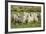 Diepholzer Moorschnucke (Moorland Sheep) (Ovis Aries)-Nick Upton-Framed Photographic Print