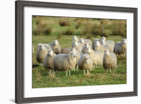 Diepholzer Moorschnucke (Moorland Sheep) (Ovis Aries)-Nick Upton-Framed Photographic Print