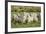 Diepholzer Moorschnucke (Moorland Sheep) (Ovis Aries)-Nick Upton-Framed Photographic Print