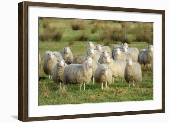 Diepholzer Moorschnucke (Moorland Sheep) (Ovis Aries)-Nick Upton-Framed Photographic Print