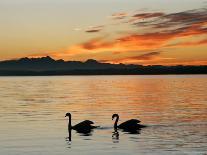 Two Swans Glide across Lake Chiemsee at Sunset near Seebruck, Germany-Diether Endlicher-Photographic Print