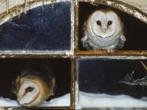 Barn Owls Looking out of a Barn Window Germany-Dietmar Nill-Photographic Print