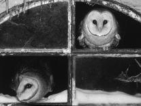 Barn Owls Looking out of a Barn Window Germany-Dietmar Nill-Photographic Print