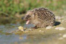 Hedgehog About To Feed On Snail (Erinaceus Europaeus) Germany-Dietmar Nill-Photographic Print