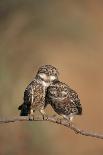 Little Owl (Athene Noctua) Pair Perched, Courtship Behaviour, Spain-Dietmar Nill-Photographic Print