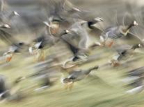 White Fronted Geese, Taking off from Field, Europe-Dietmar Nill-Photographic Print