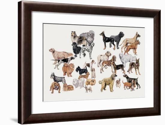 Different Breeds of Dogs-null-Framed Giclee Print