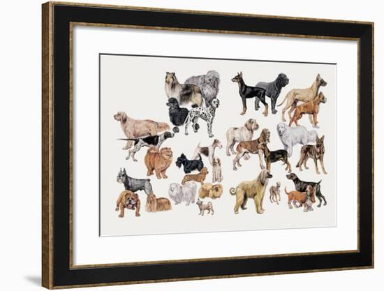 Different Breeds of Dogs-null-Framed Giclee Print
