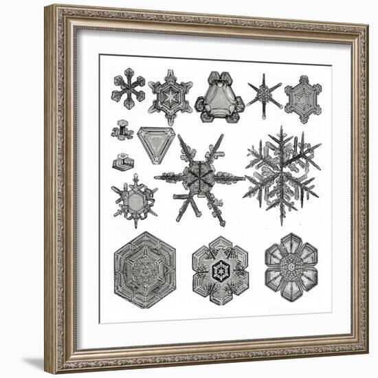 Different Forms of Snowflakes, 1895 (Litho)-German School-Framed Giclee Print