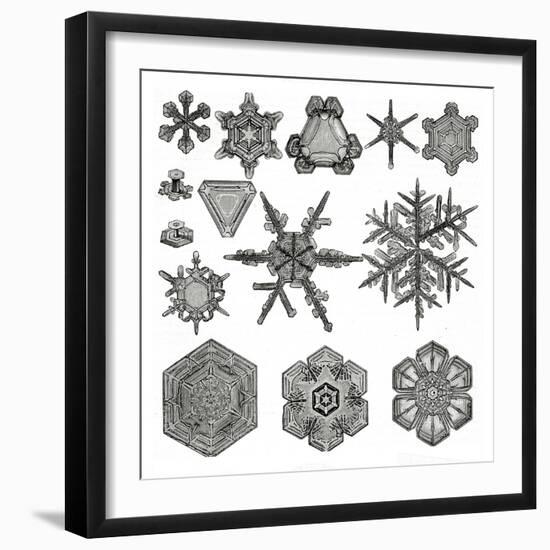 Different Forms of Snowflakes, 1895 (Litho)-German School-Framed Giclee Print