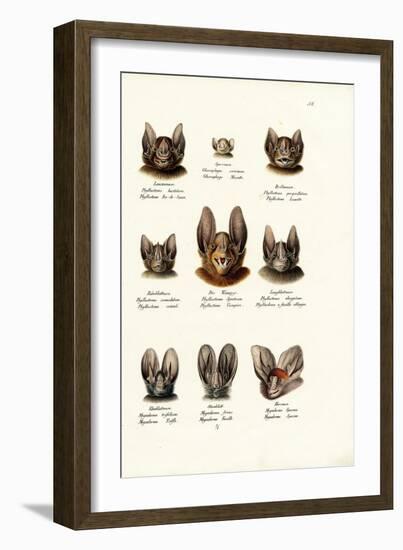 Different Kinds of Bats, 1824-Karl Joseph Brodtmann-Framed Giclee Print