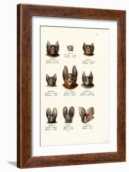 Different Kinds of Bats, 1824-Karl Joseph Brodtmann-Framed Giclee Print