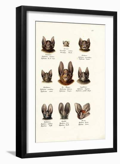 Different Kinds of Bats, 1824-Karl Joseph Brodtmann-Framed Giclee Print