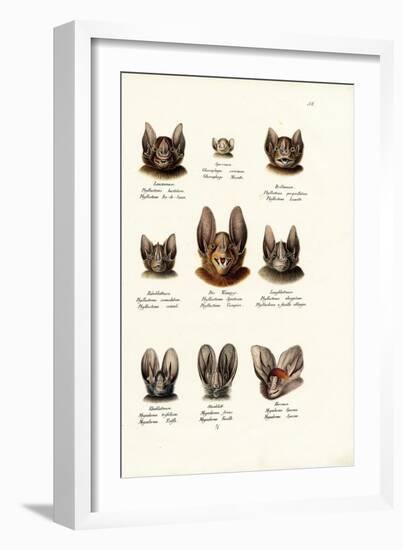 Different Kinds of Bats, 1824-Karl Joseph Brodtmann-Framed Giclee Print