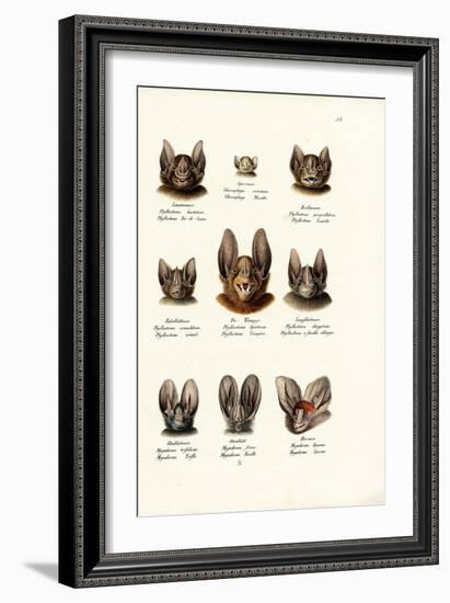 Different Kinds of Bats, 1824-Karl Joseph Brodtmann-Framed Giclee Print