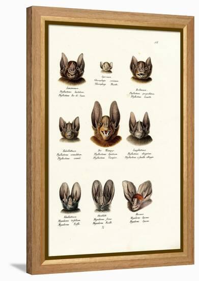 Different Kinds of Bats, 1824-Karl Joseph Brodtmann-Framed Premier Image Canvas