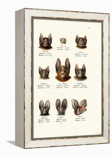 Different Kinds of Bats, 1824-Karl Joseph Brodtmann-Framed Premier Image Canvas