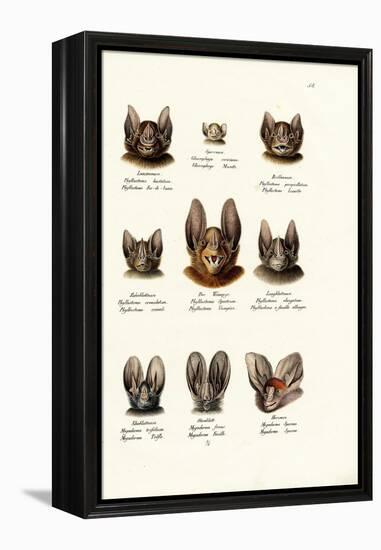 Different Kinds of Bats, 1824-Karl Joseph Brodtmann-Framed Premier Image Canvas