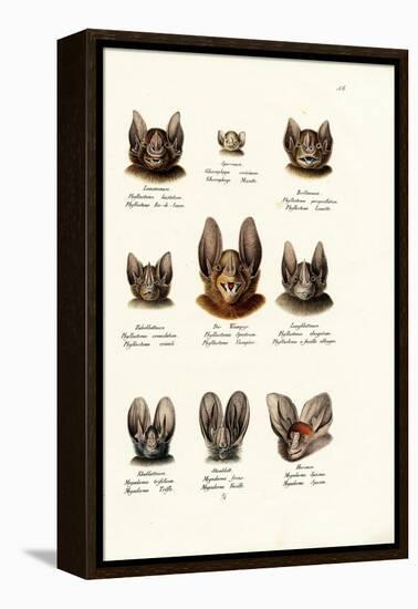 Different Kinds of Bats, 1824-Karl Joseph Brodtmann-Framed Premier Image Canvas