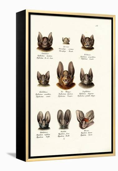 Different Kinds of Bats, 1824-Karl Joseph Brodtmann-Framed Premier Image Canvas