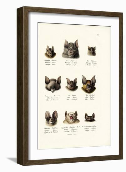 Different Kinds of Bats, 1824-Karl Joseph Brodtmann-Framed Giclee Print