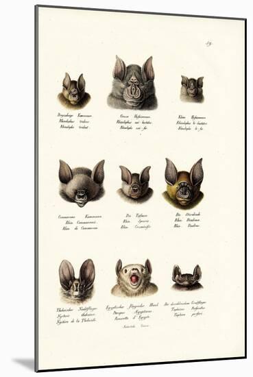 Different Kinds of Bats, 1824-Karl Joseph Brodtmann-Mounted Giclee Print