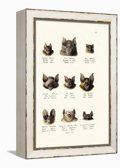 Different Kinds of Bats, 1824-Karl Joseph Brodtmann-Framed Premier Image Canvas