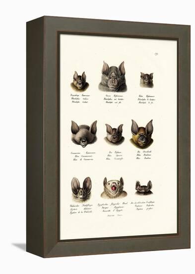 Different Kinds of Bats, 1824-Karl Joseph Brodtmann-Framed Premier Image Canvas