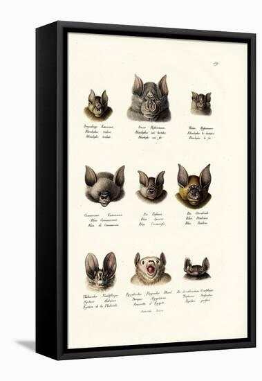 Different Kinds of Bats, 1824-Karl Joseph Brodtmann-Framed Premier Image Canvas