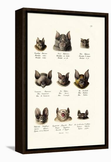 Different Kinds of Bats, 1824-Karl Joseph Brodtmann-Framed Premier Image Canvas