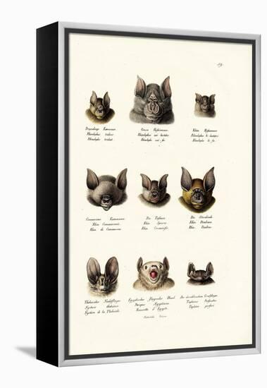 Different Kinds of Bats, 1824-Karl Joseph Brodtmann-Framed Premier Image Canvas