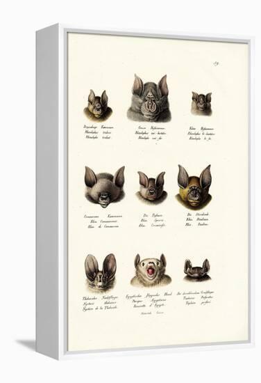 Different Kinds of Bats, 1824-Karl Joseph Brodtmann-Framed Premier Image Canvas