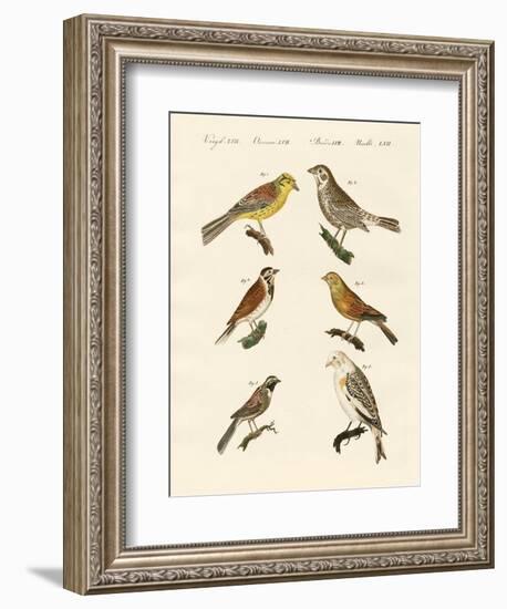 Different Kinds of Buntings-null-Framed Giclee Print
