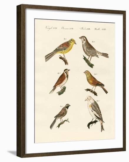 Different Kinds of Buntings-null-Framed Giclee Print