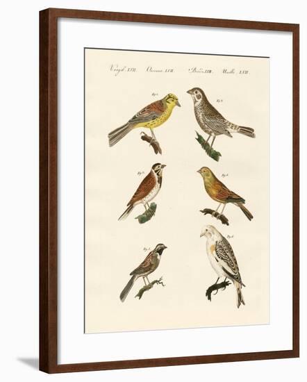 Different Kinds of Buntings-null-Framed Giclee Print